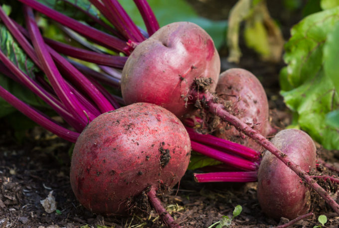 The Suprising Vegetables You Can Grown in Your Own Garden!